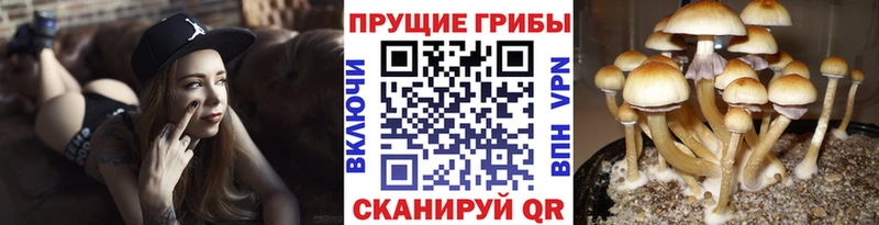 ОМГ ОМГ онион  Рудня  Псилоцибиновые грибы прущие грибы 